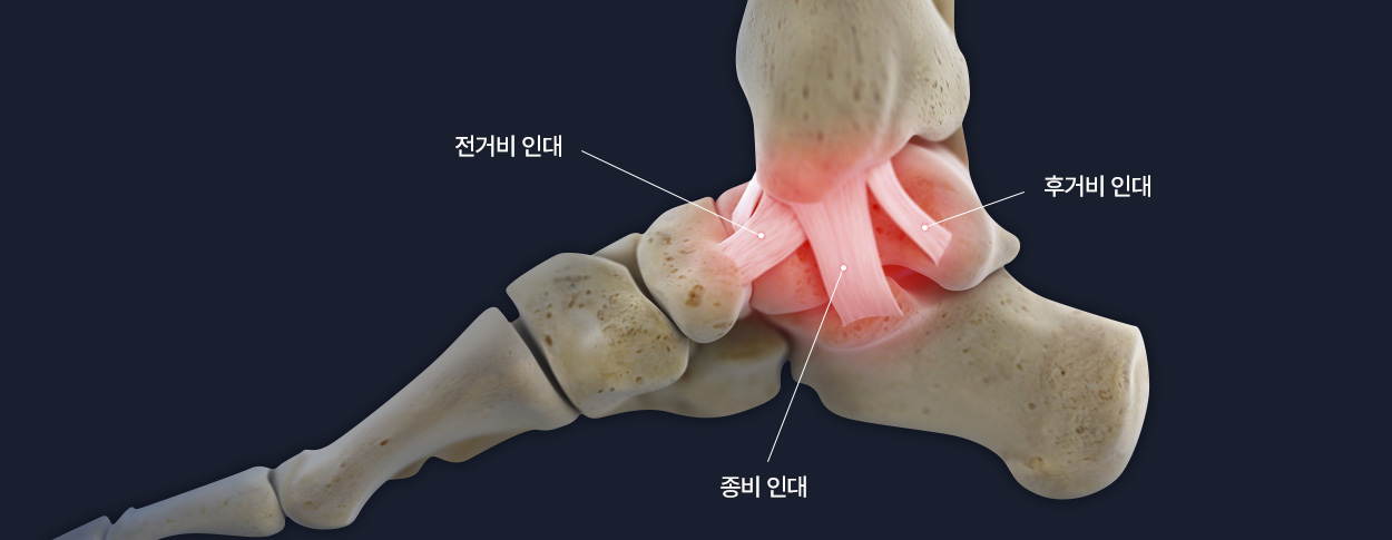 전거비 인대 / 후거비 인대 / 종비 인대